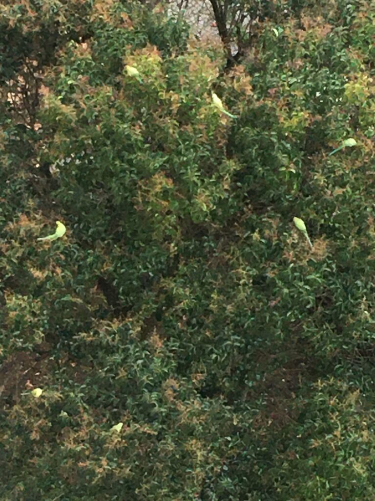 Green Puppets Tree, Istanbul Green Puppets Tree, Istanbul