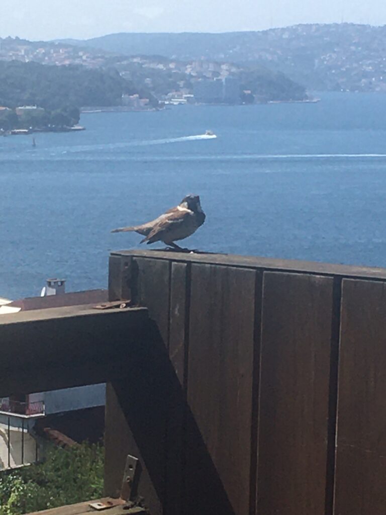 Happy Birds of Bosphorus, Istanbul Happy Birds of Bosphorus, Istanbul