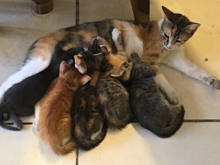 Street Cats Street Cats