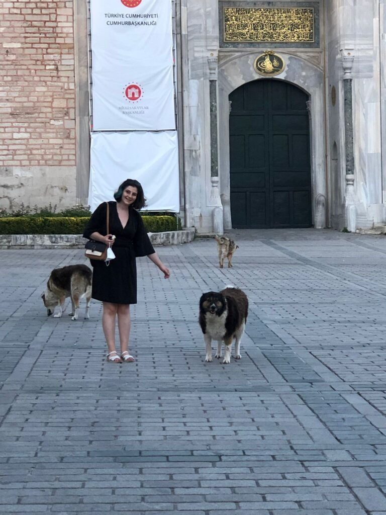 Street Dogs, Sultan Ahmet Istanbul Street Dogs, Sultan Ahmet Istanbul