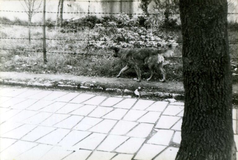 Street Dogs, Fatih. Istanbul. 1975 Street Dogs, Fatih. Istanbul. 1975