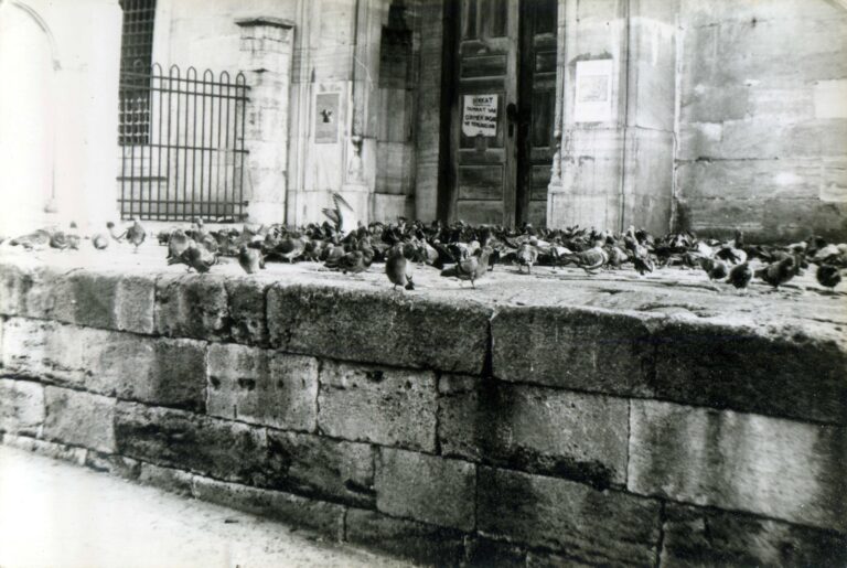 Mosque Birds. Istanbul. 1975 Mosque Birds. Istanbul. 1975