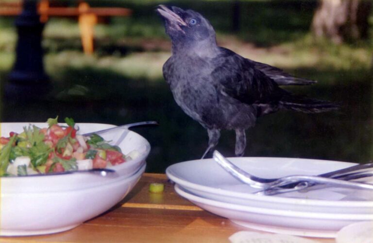 Crow on the Table