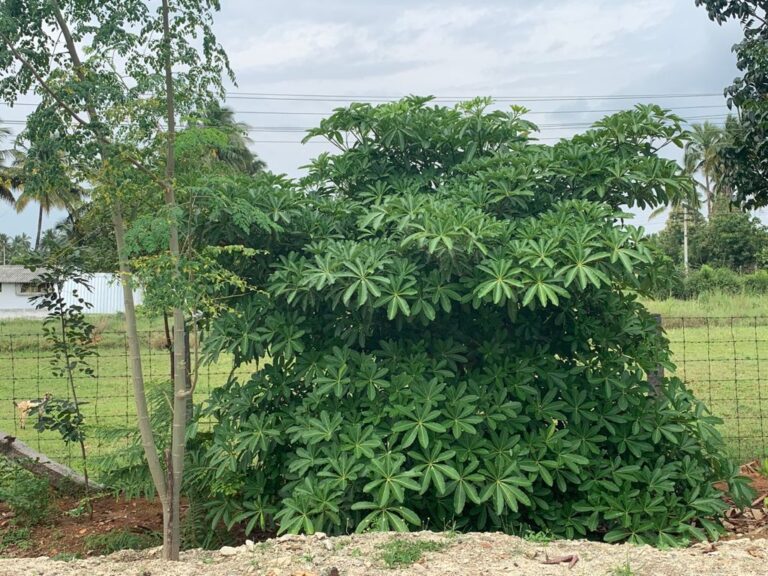 My Plant in Coimbatore, India is growing more.