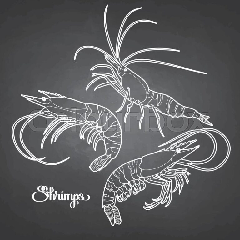 Shrimps and Jaws
