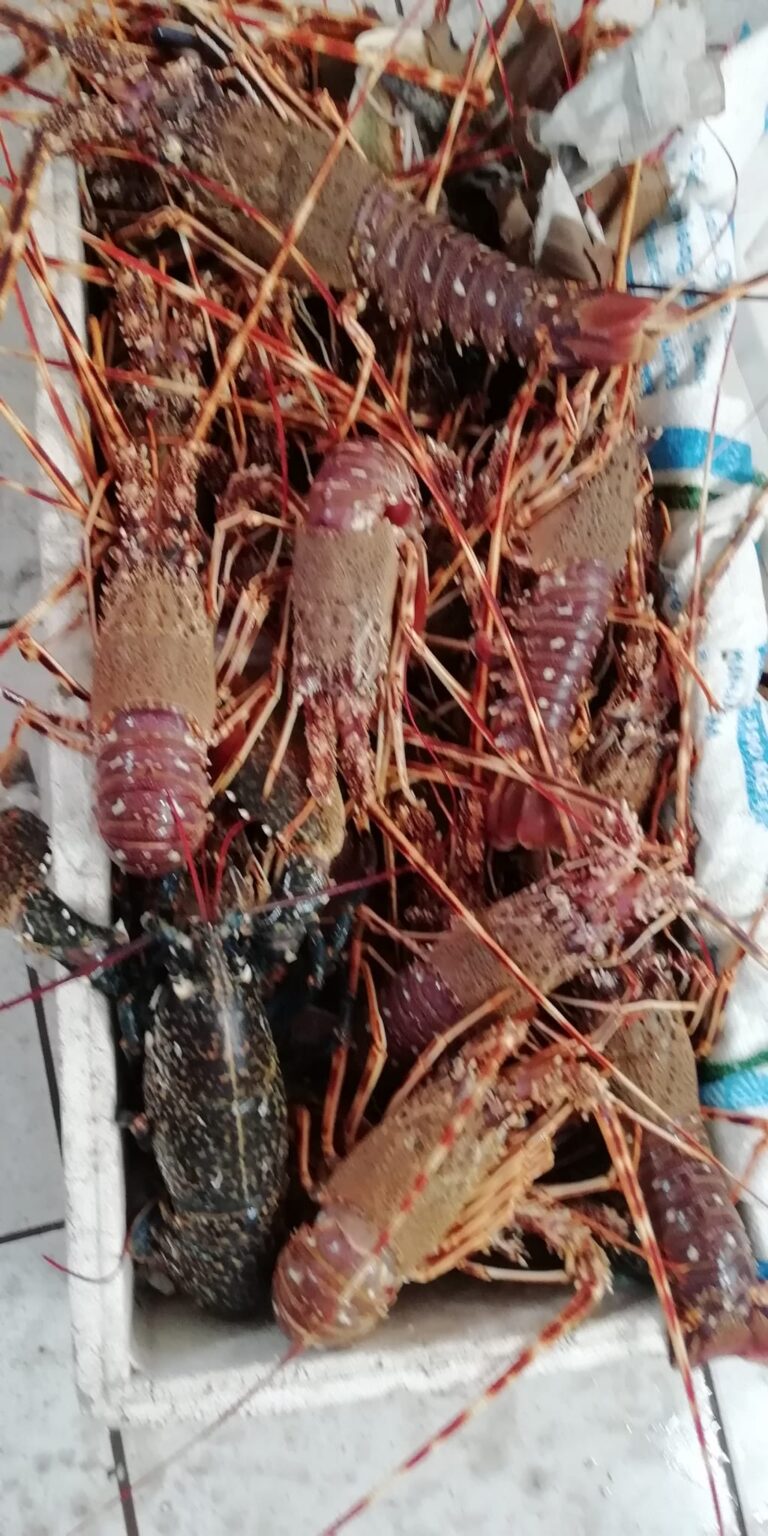 Casablanca Fish Market, Morocco, Africa