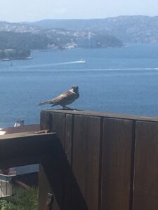 Beykoz, Bosphorus, Istanbul