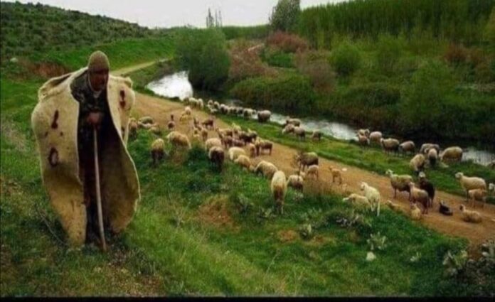 Turkish shepherd and his sheeps