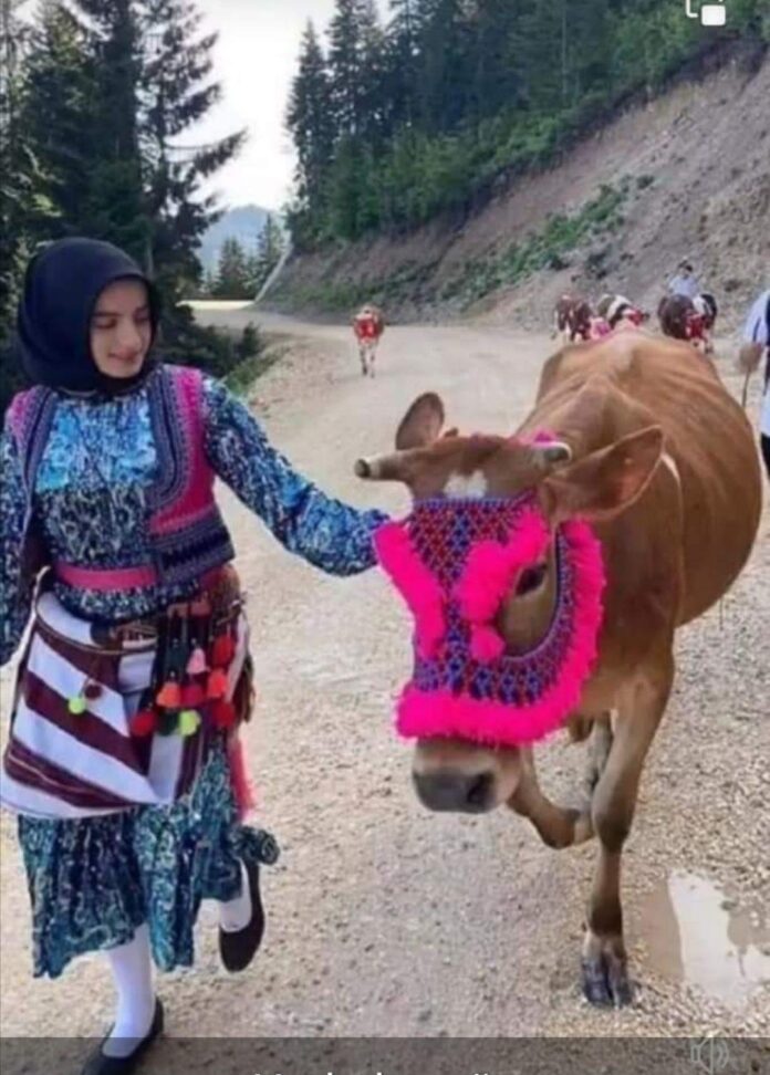 Love for Cow