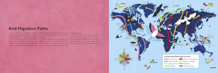 Bird Migration Paths