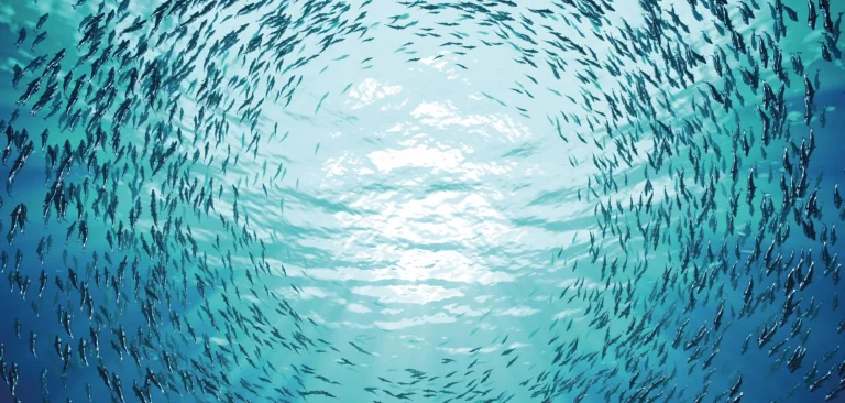 Alphabetical listing of Places in World that start with Talay (Ocean) and Deniz (Sea)